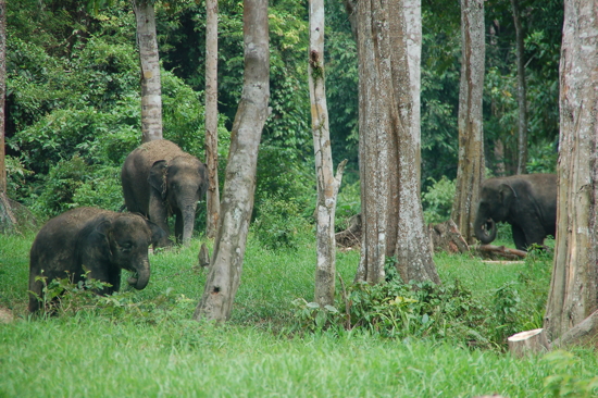 Kuala Gandah: centre pour éléphants