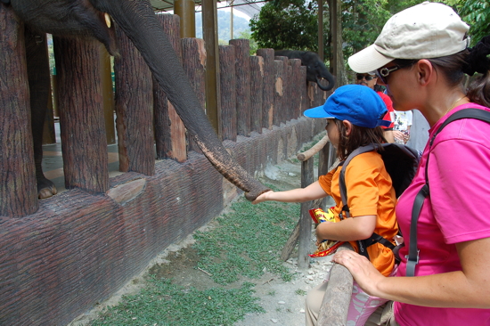 On peut nourrir les éléphants