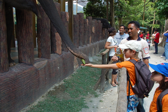 On peut nourrir les éléphants