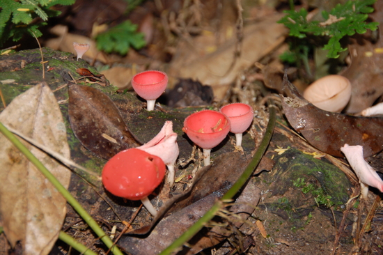 Champignons à Taman Negara