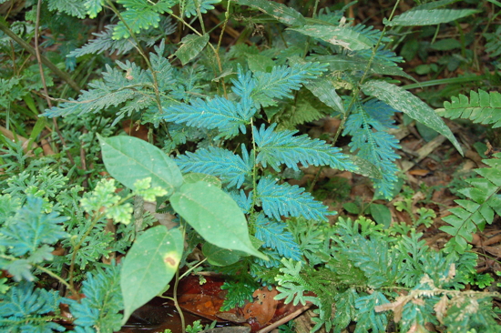 Mélange de bleus et de verts