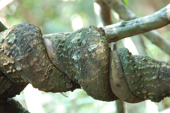 Nature tarabiscotée