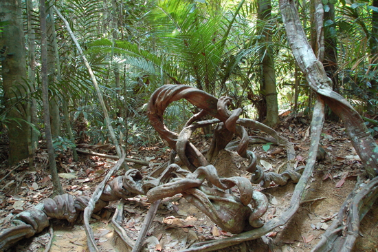 Nature tarabiscotée