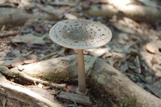 Champignon à Taman Negara