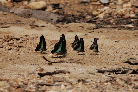 Papillons à Taman Negara