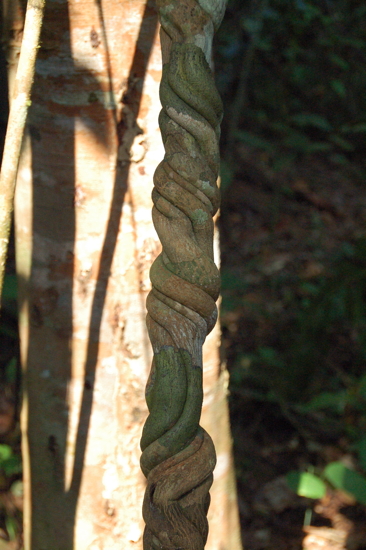 Nature tarabiscotée
