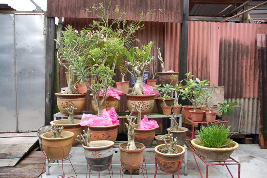 On décore les lieux de bonsaïs