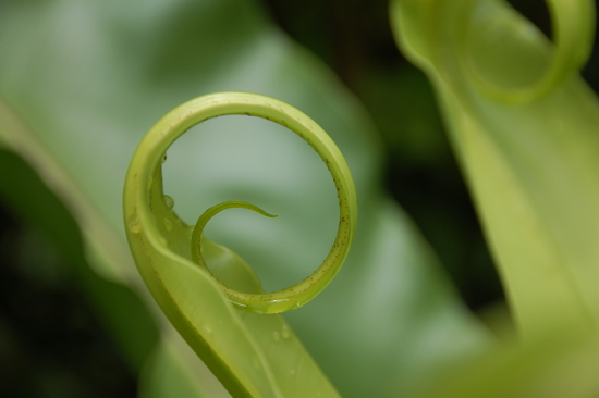 Tropical Spice Garden