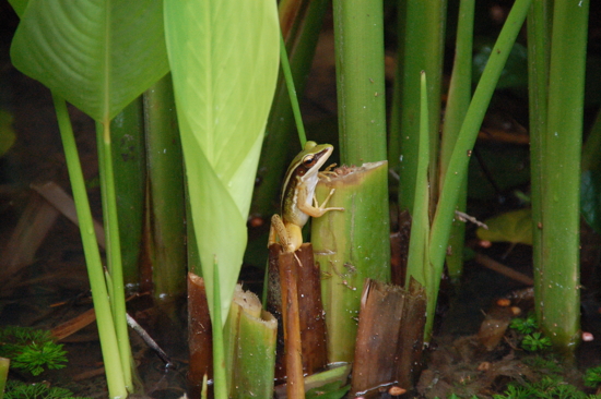 Tropical Spice Garden