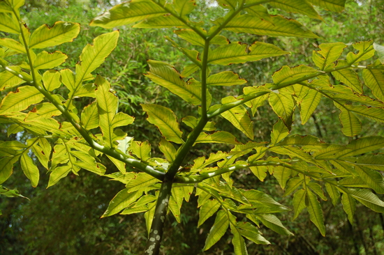 Au Tropical spice Garden