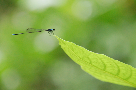 Tropical Spice Garden