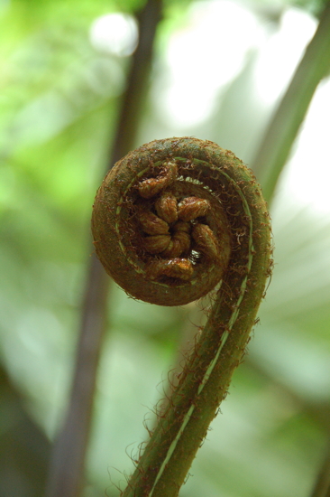 Tropical Spice Garden