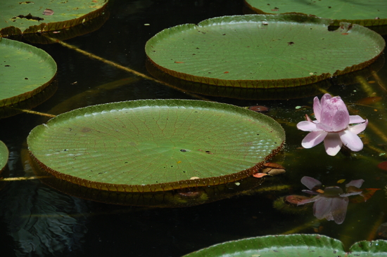 Tropical Spice Garden
