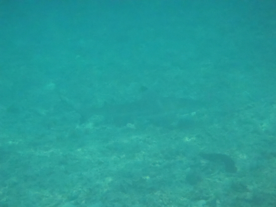 Requin pointe noire à deviner