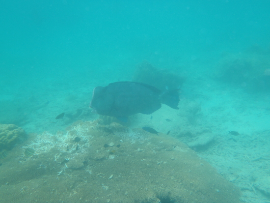 Enorme parrotfish mangeant le corail