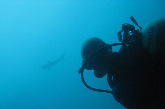 Avec un requin des Galapagos