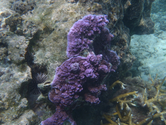 Belle couleur pour ce corail