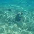 Baliste titan mangeant le corail