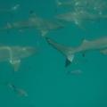 Quelques requins pointes noires autour de nous