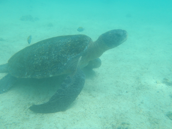 Tortue verte du Pacifique