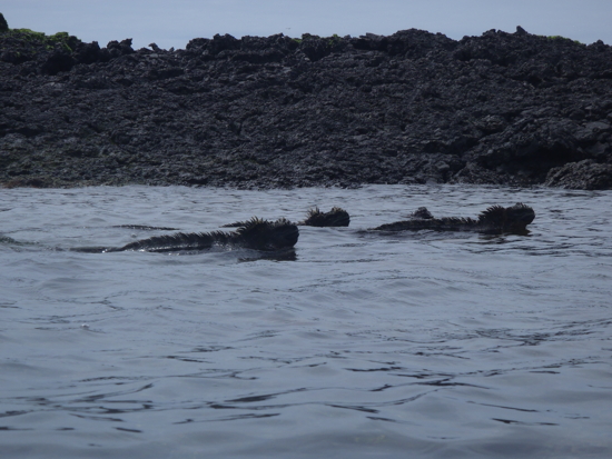 Iguanes marins en train de nager