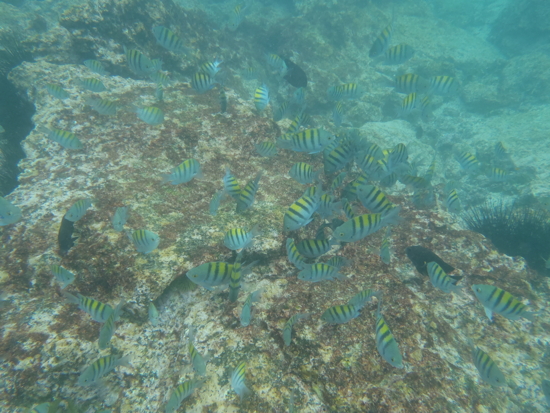 Beaucoup de petits poissons