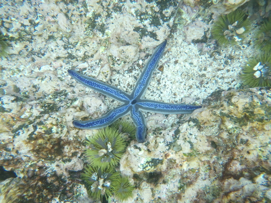 Etoile de mer et oursins