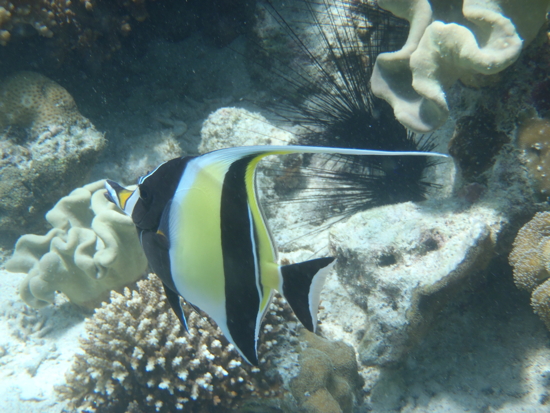 Moorish Idol