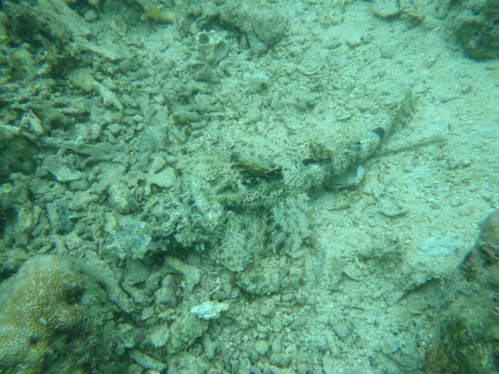 Crocodile fish bien camouflé