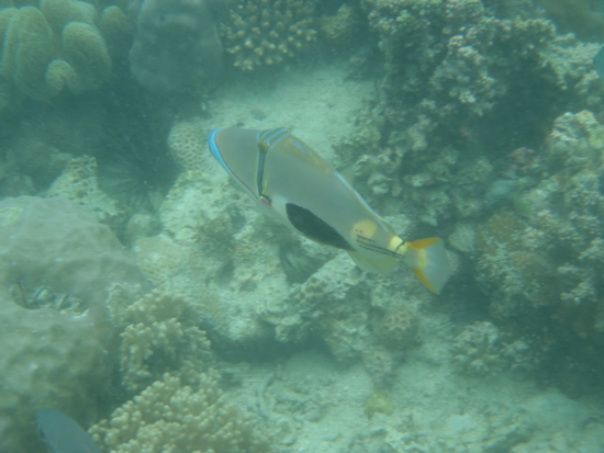 Picasso triggerfish