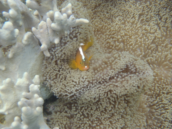 Poisson clown dans son anémone