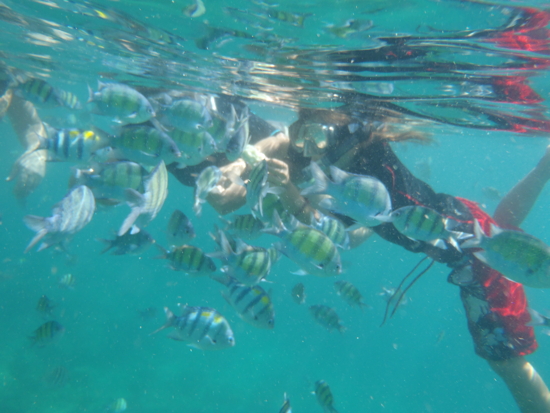 Au milieu des poissons de Loh Samah Bay (Ko Phi Phi)