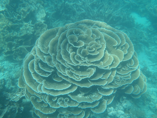 Beau corail