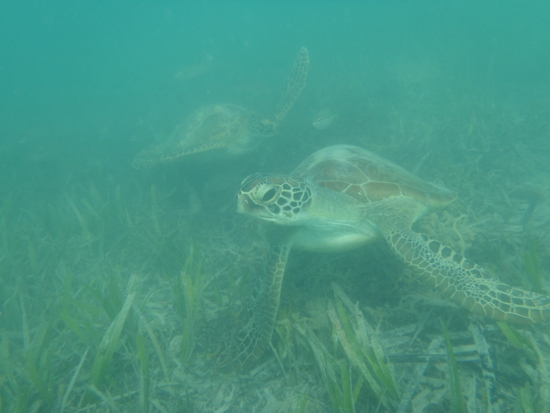 Snorkeling avec deux tortues à Monkey Mia